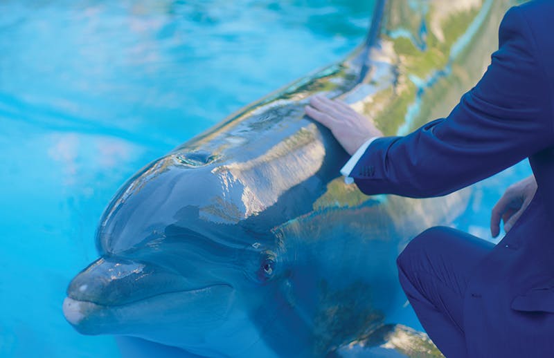 Secret Garden Slideshow 5