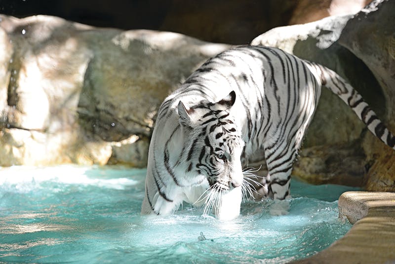 Secret Garden Slideshow 12