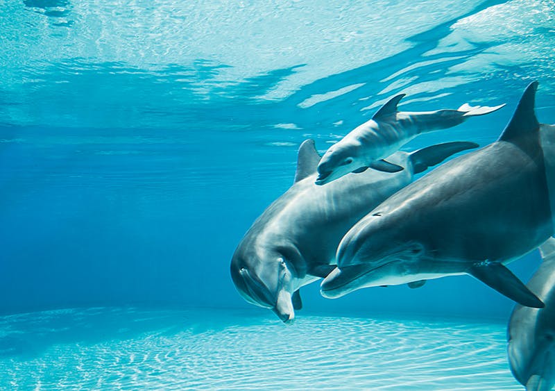 Secret Garden Slideshow 7