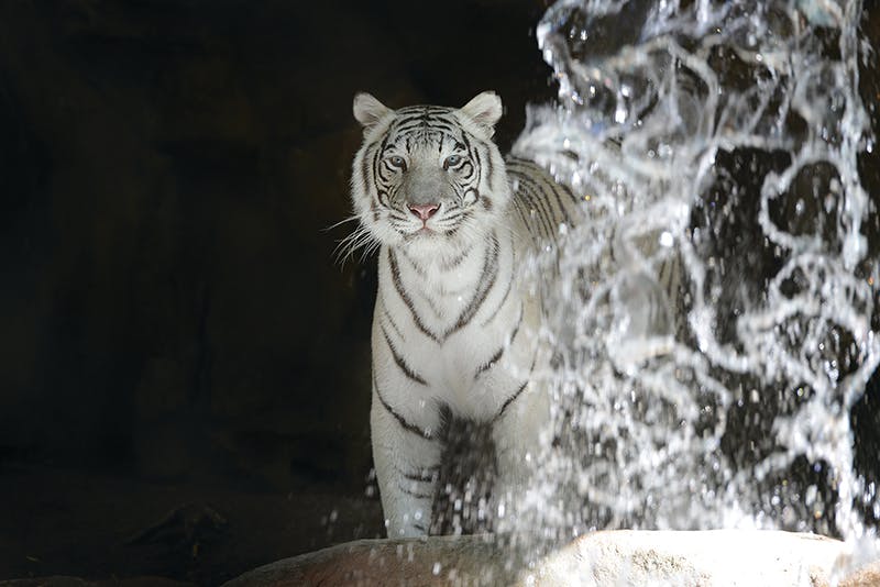 Secret Garden Slideshow 13