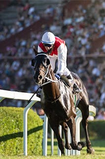 The Run for a Million Championship