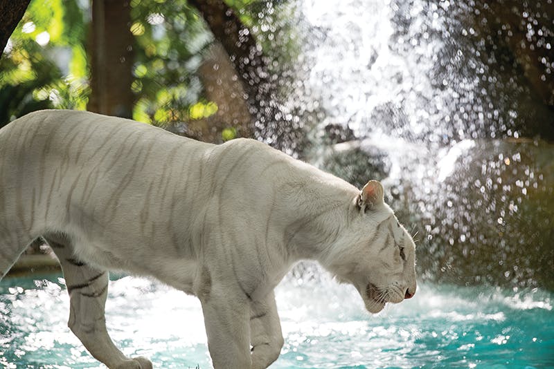 Secret Garden Slideshow 14