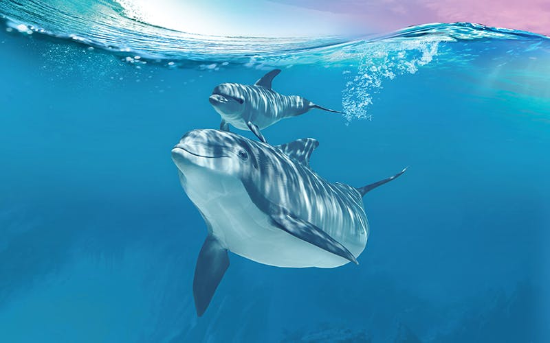 Secret Garden Slideshow 6