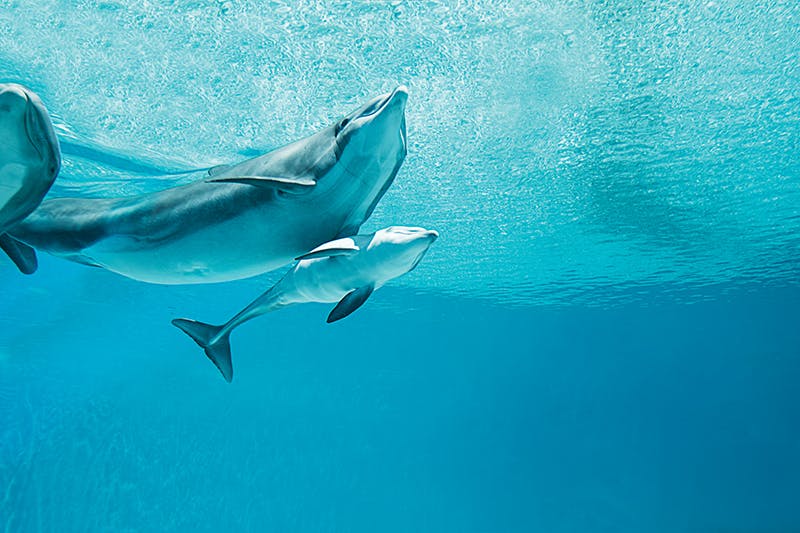 Secret Garden Slideshow 8