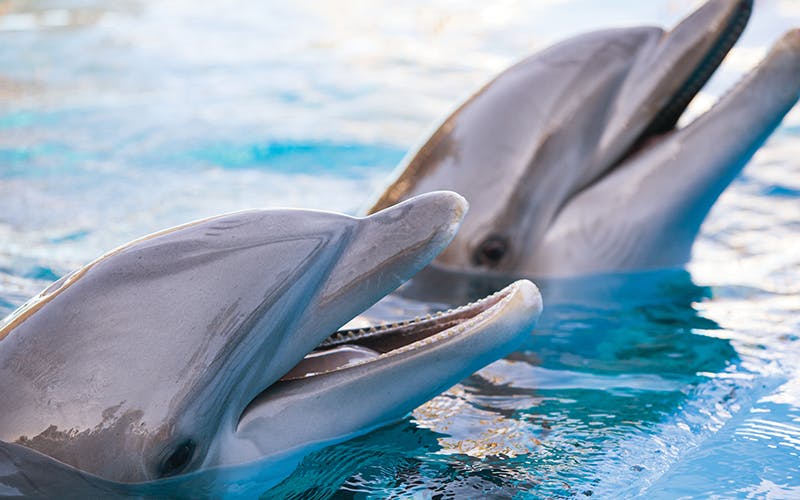 Secret Garden Slideshow 15