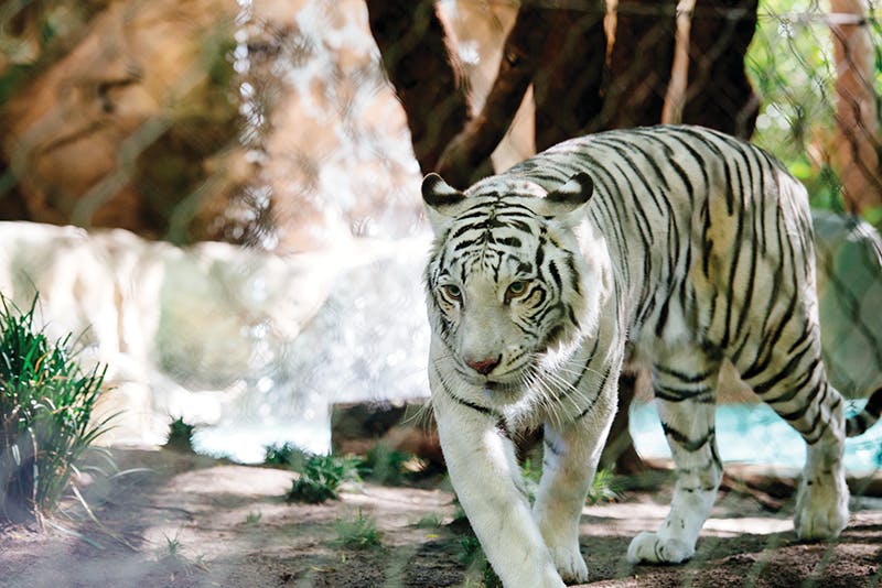 Secret Garden Slideshow 10