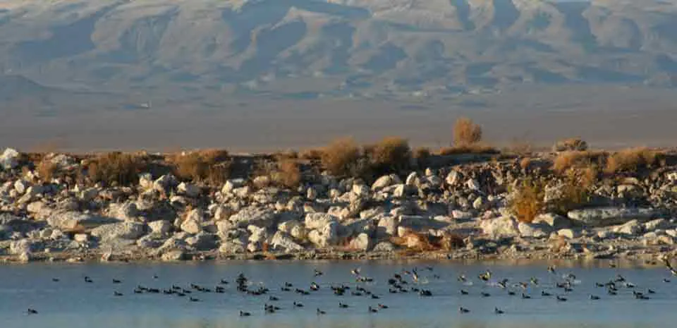 Ash Meadows