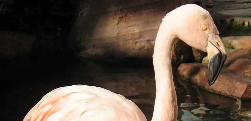 Flamingo Wildlife