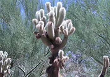 Botanical Cactus Gardens