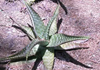 Botanical Cactus Gardens
