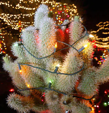 Holiday lights at the Botanical Cactus Gardens