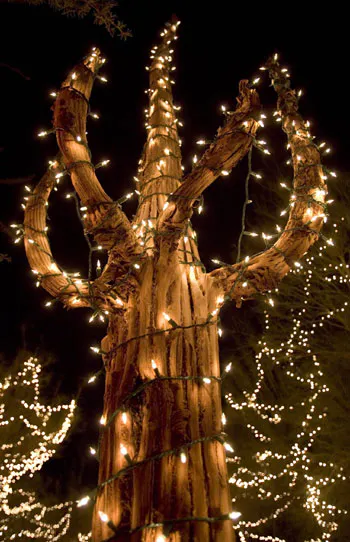 Holiday lights at the Botanical Cactus Gardens