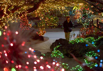 Holiday lights at the Botanical Cactus Gardens