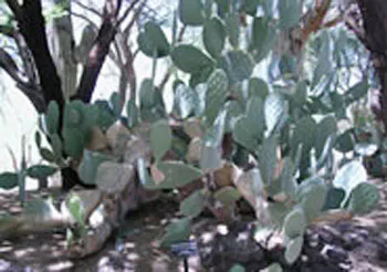 Botanical Cactus Gardens