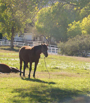 Spring Mountain Ranch State Park