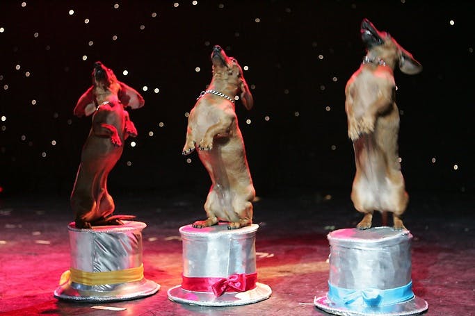 Popovich Comedy Pet Theater